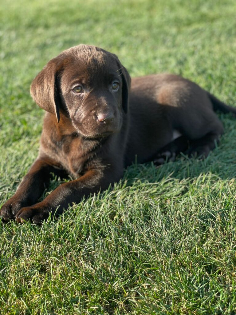 Labrador Puppies for Sale | Labrador Breeders Kent | Labrador Puppies ...