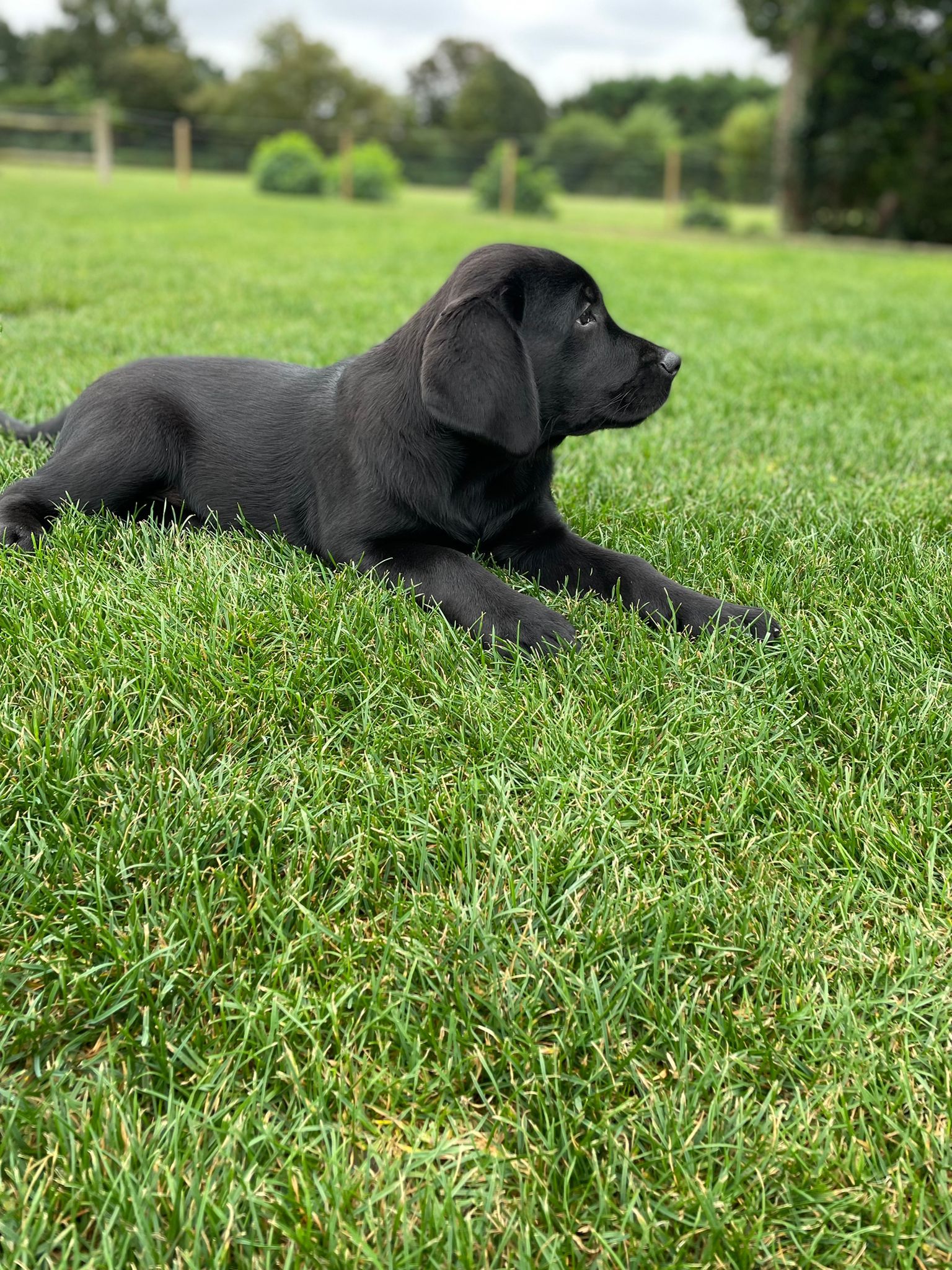 Labrador Puppies for Sale | Labrador Breeders Kent | Labrador Puppies ...