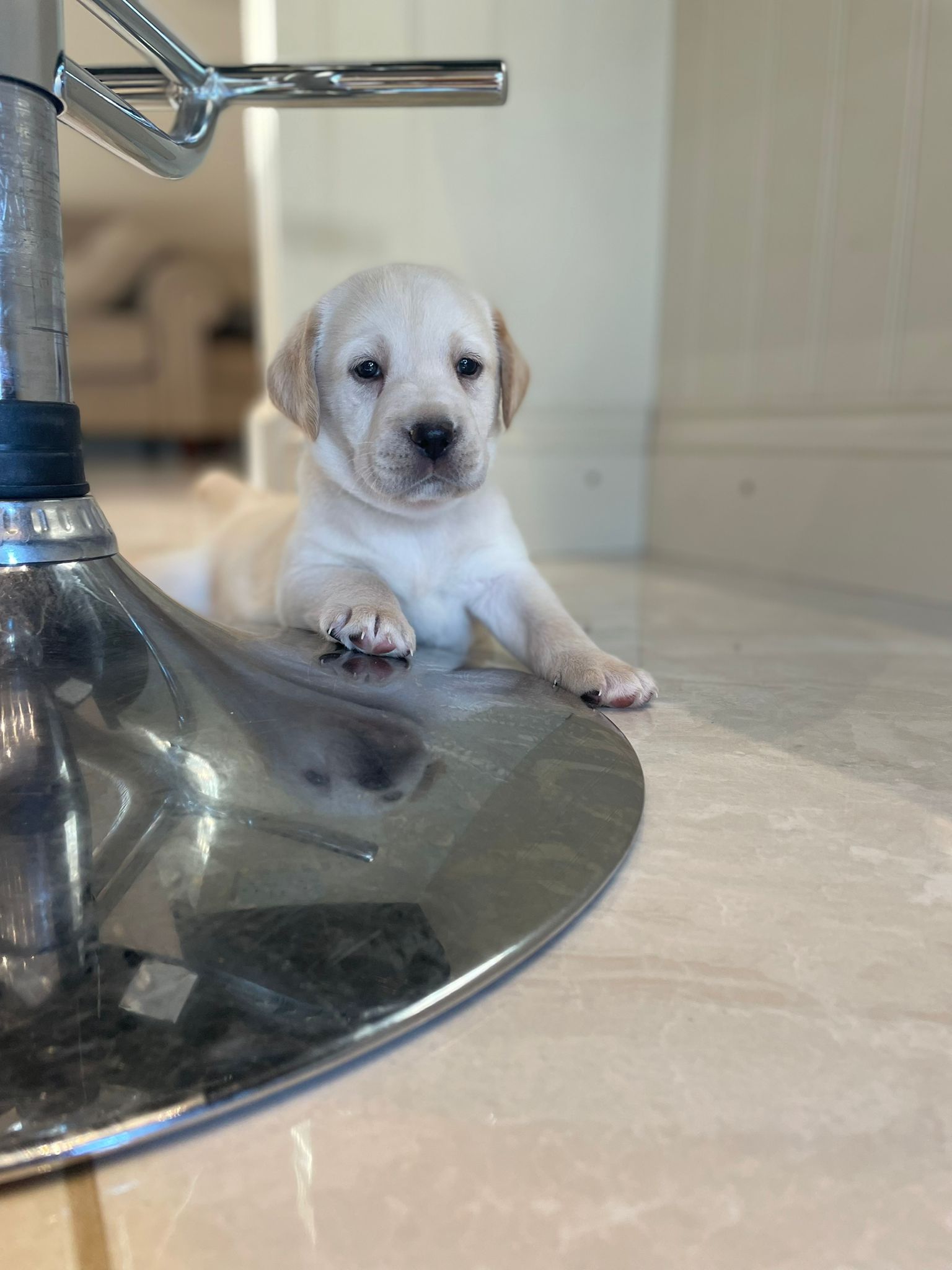 Labrador Puppies for Sale | Labrador Breeders Kent | Labrador Puppies ...