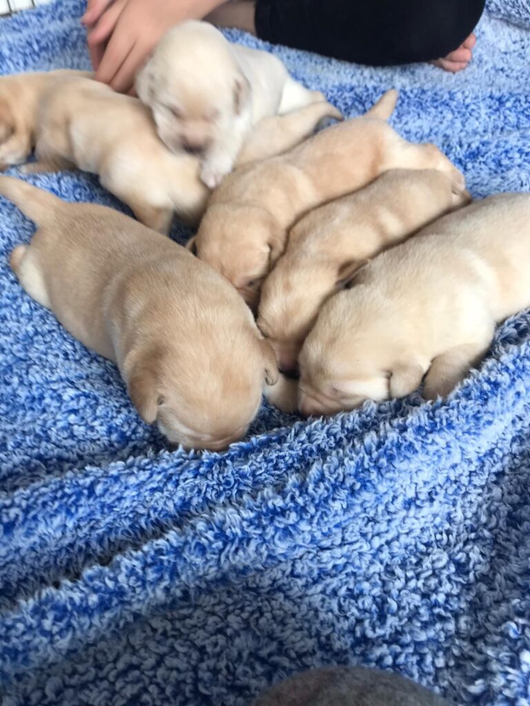 KC Registered Puppies Labrador Puppies Lynsted Labs Sittingbourne