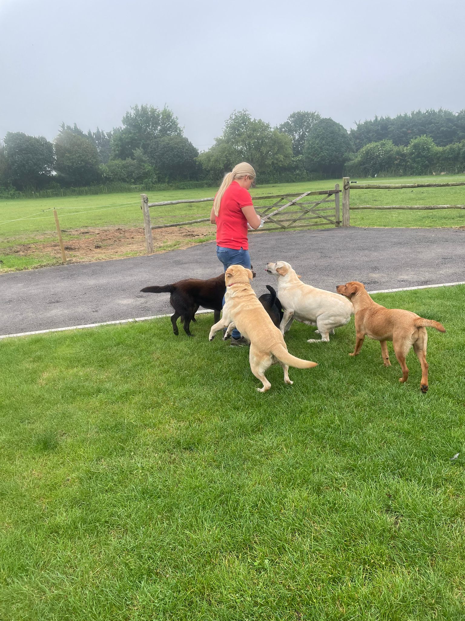 Labrador Puppies for Sale | Labrador Breeders Kent | Labrador Puppies ...