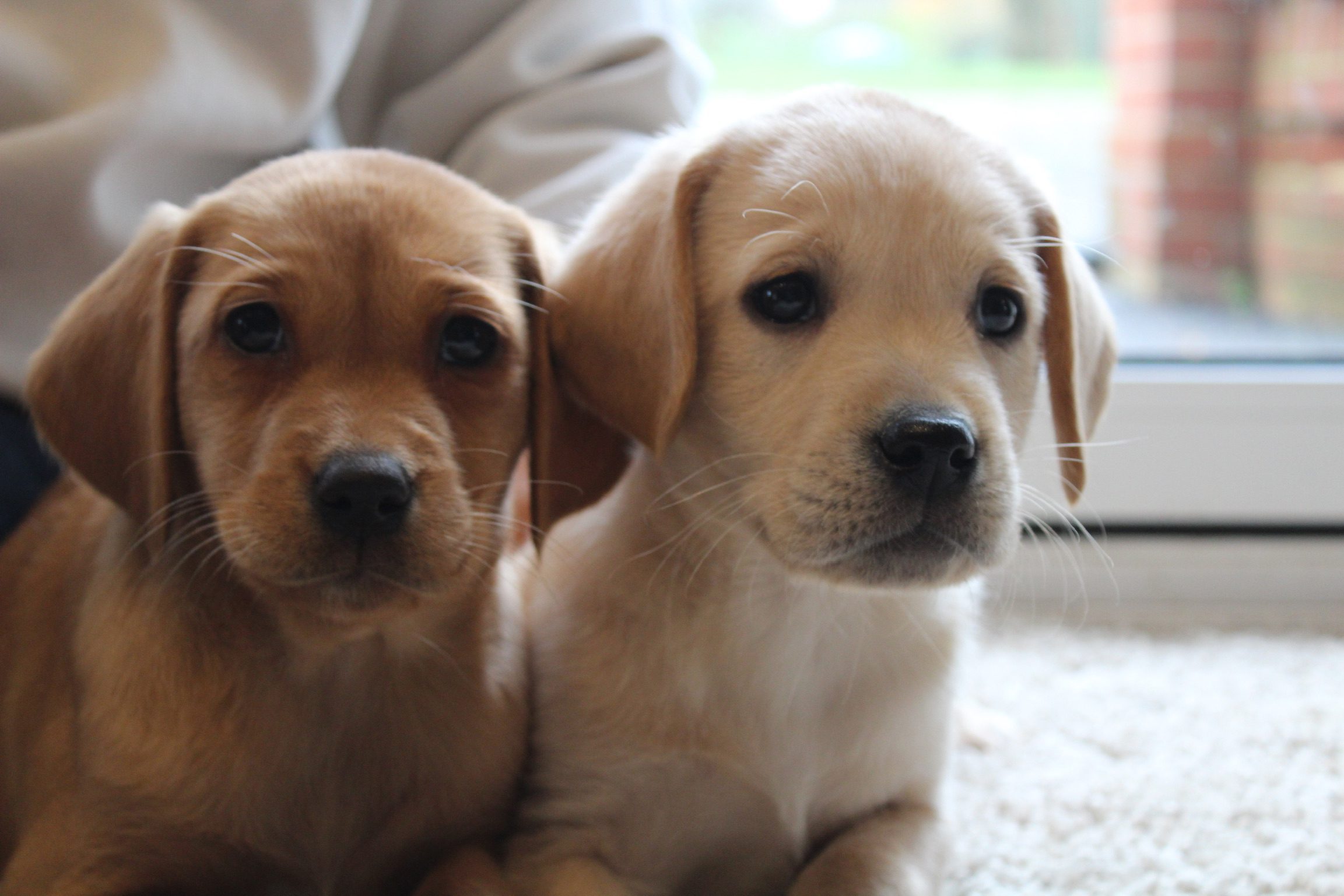 Gallery Labrador Puppies Lynsted Labs Sittingbourne