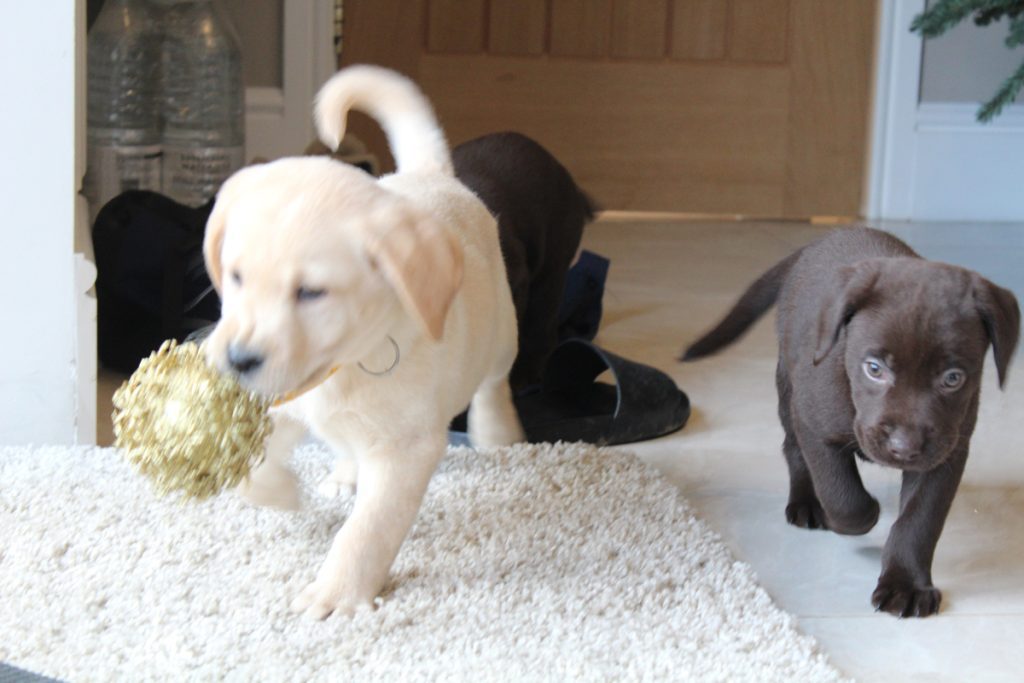 Gallery Labrador Puppies Lynsted Labs Sittingbourne