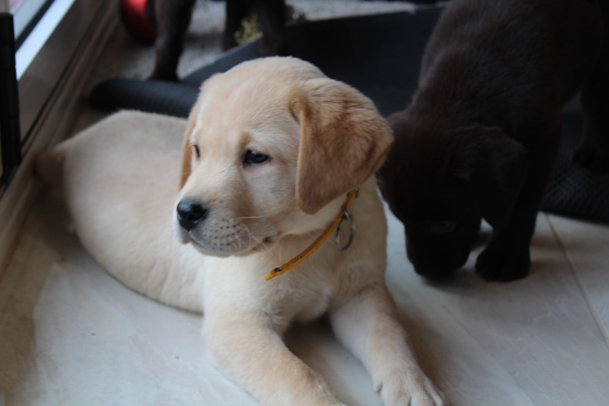 Labrador Puppies for Sale Labrador Puppies Lynsted Labs Sittingbourne