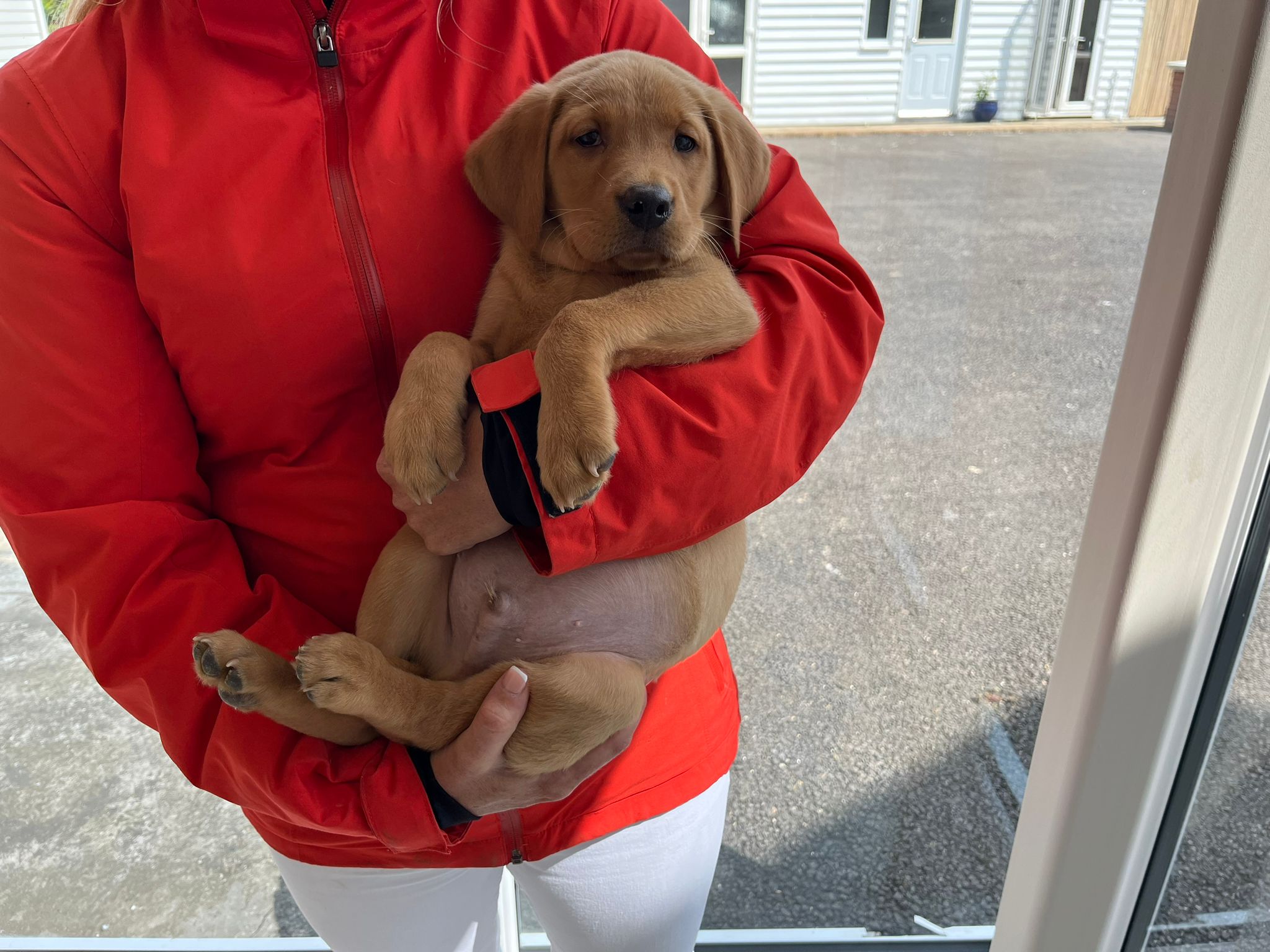 Labrador Puppies for Sale November 2023 Labrador Puppies Lynsted