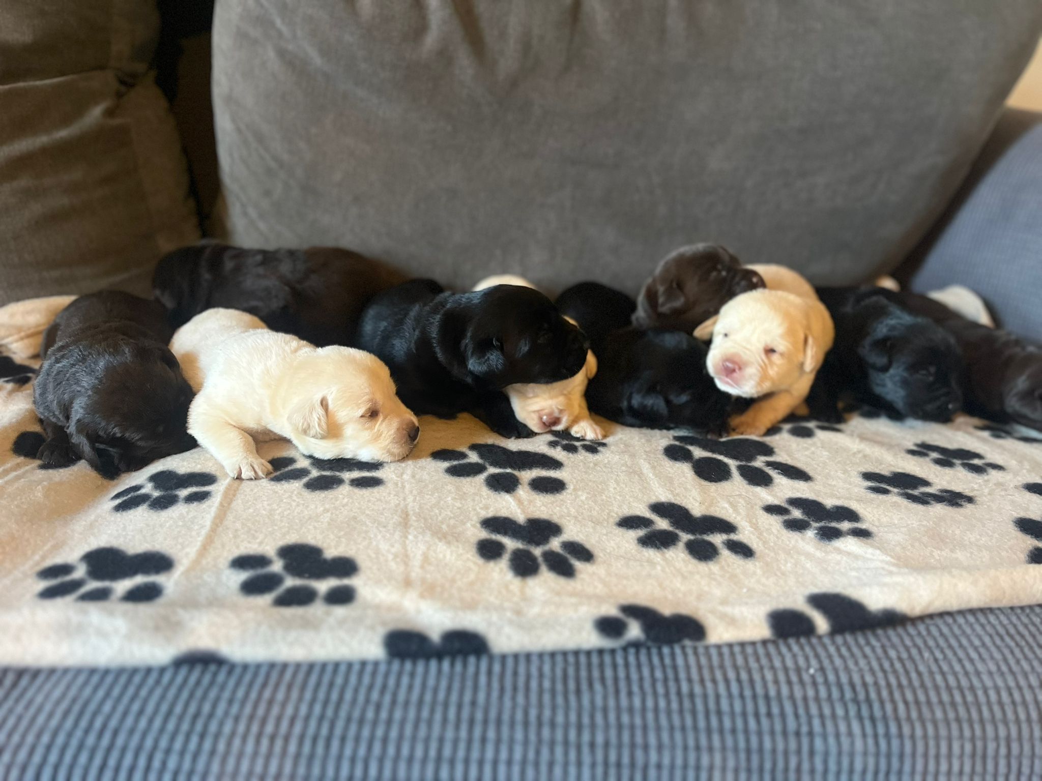 Labrador Puppies for Sale September 2023 Labrador Puppies Lynsted