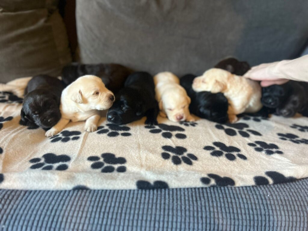 Labrador Puppies for Sale September 2023 Labrador Puppies Lynsted