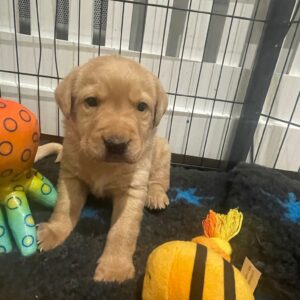 Lynsted Labs New Puppies For Sale Kent 3
