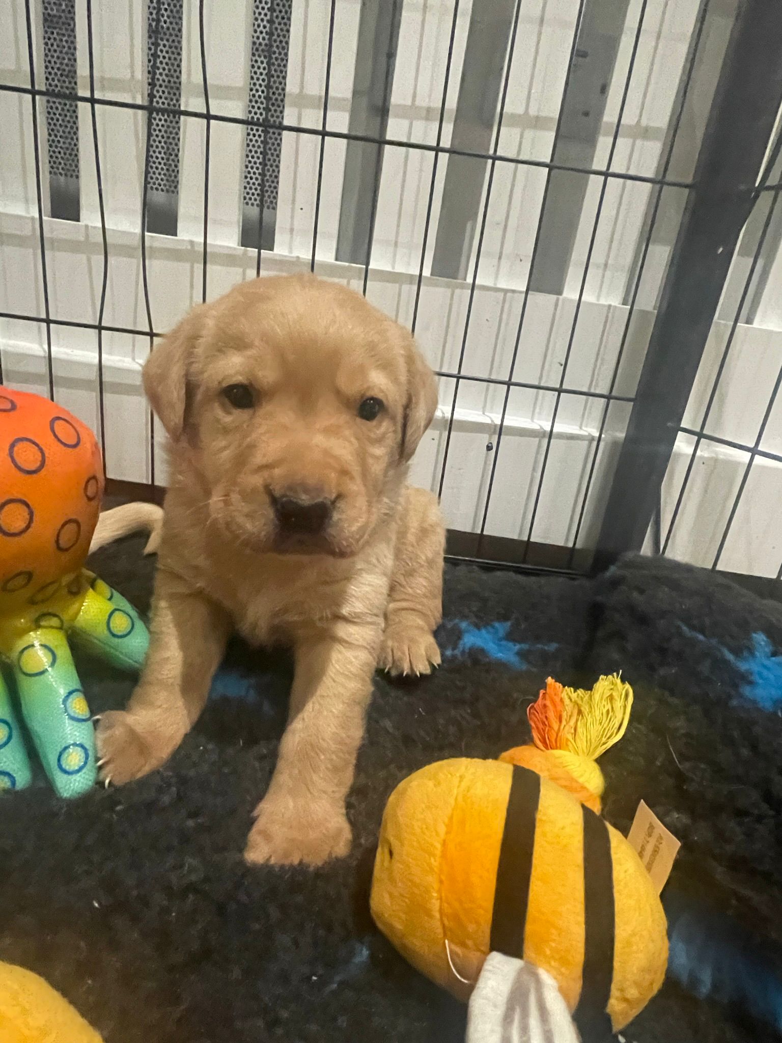 Labrador Puppies for Sale - Updated: April, 2024 - Labrador Puppies ...