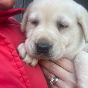 Lynsted Labs New Puppies For Sale Kent 4