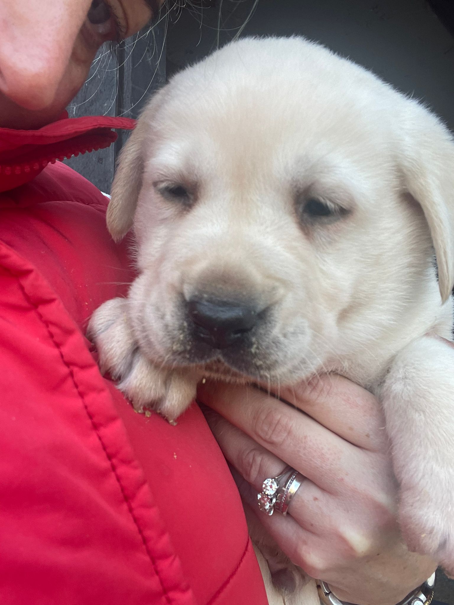 Labrador Puppies for Sale - Updated: April, 2024 - Labrador Puppies ...