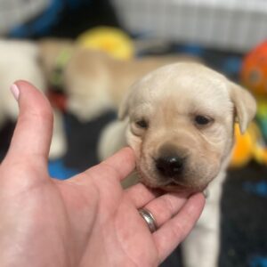 Lynsted Labs New Puppies For Sale Kent 5