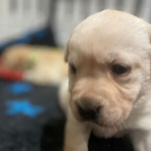 Lynsted Labs New Puppies For Sale Kent