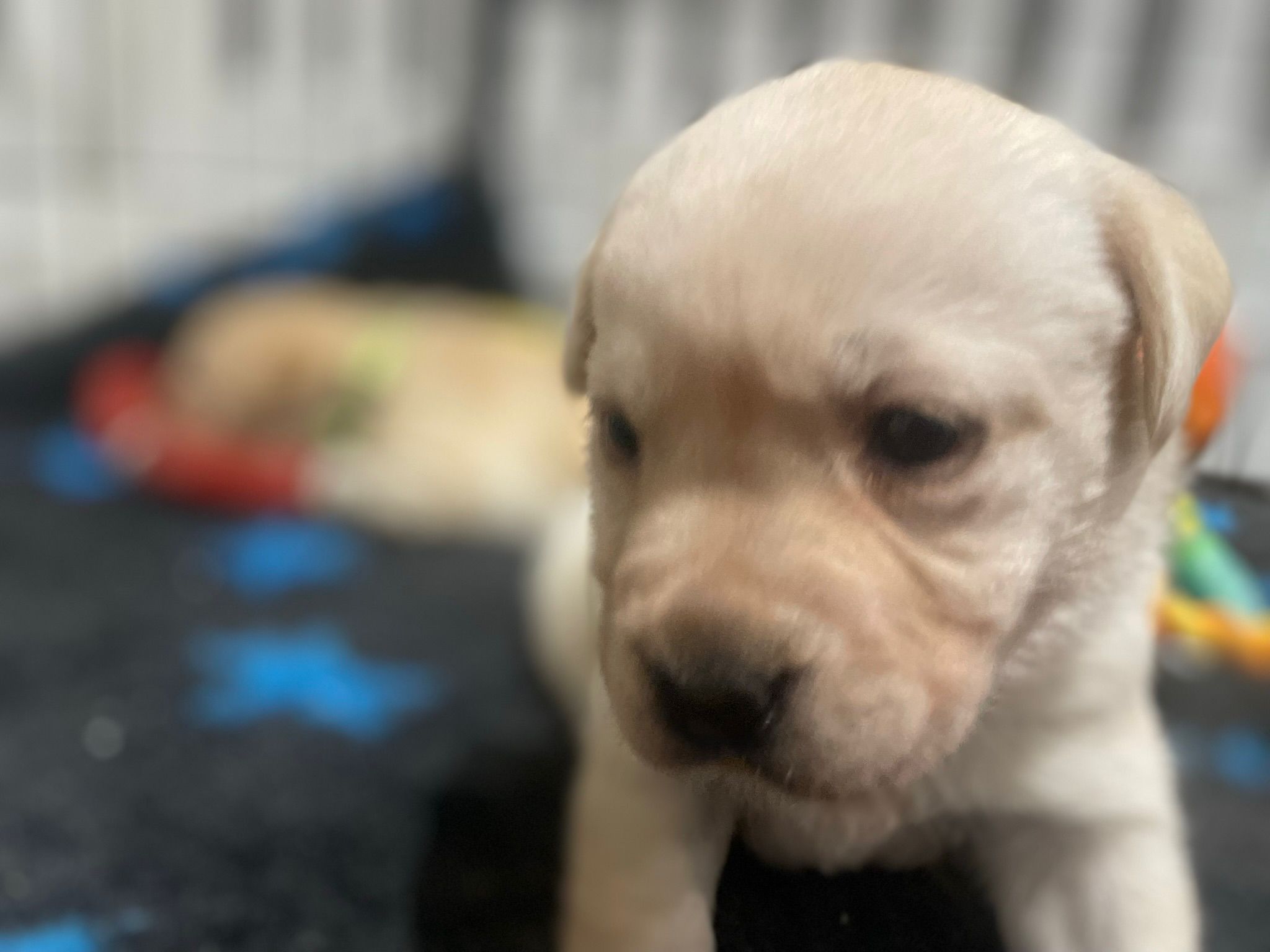 Labrador Puppies for Sale - Updated: April, 2024 - Labrador Puppies ...