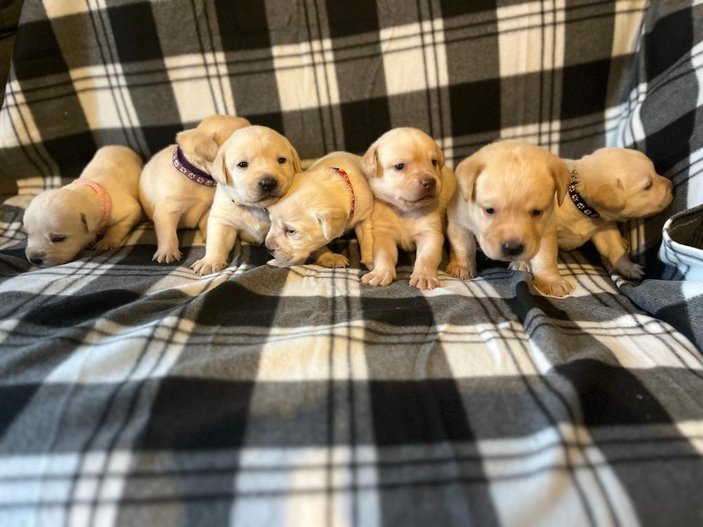 Labrador Puppies for Sale November 2023 Labrador Puppies Lynsted