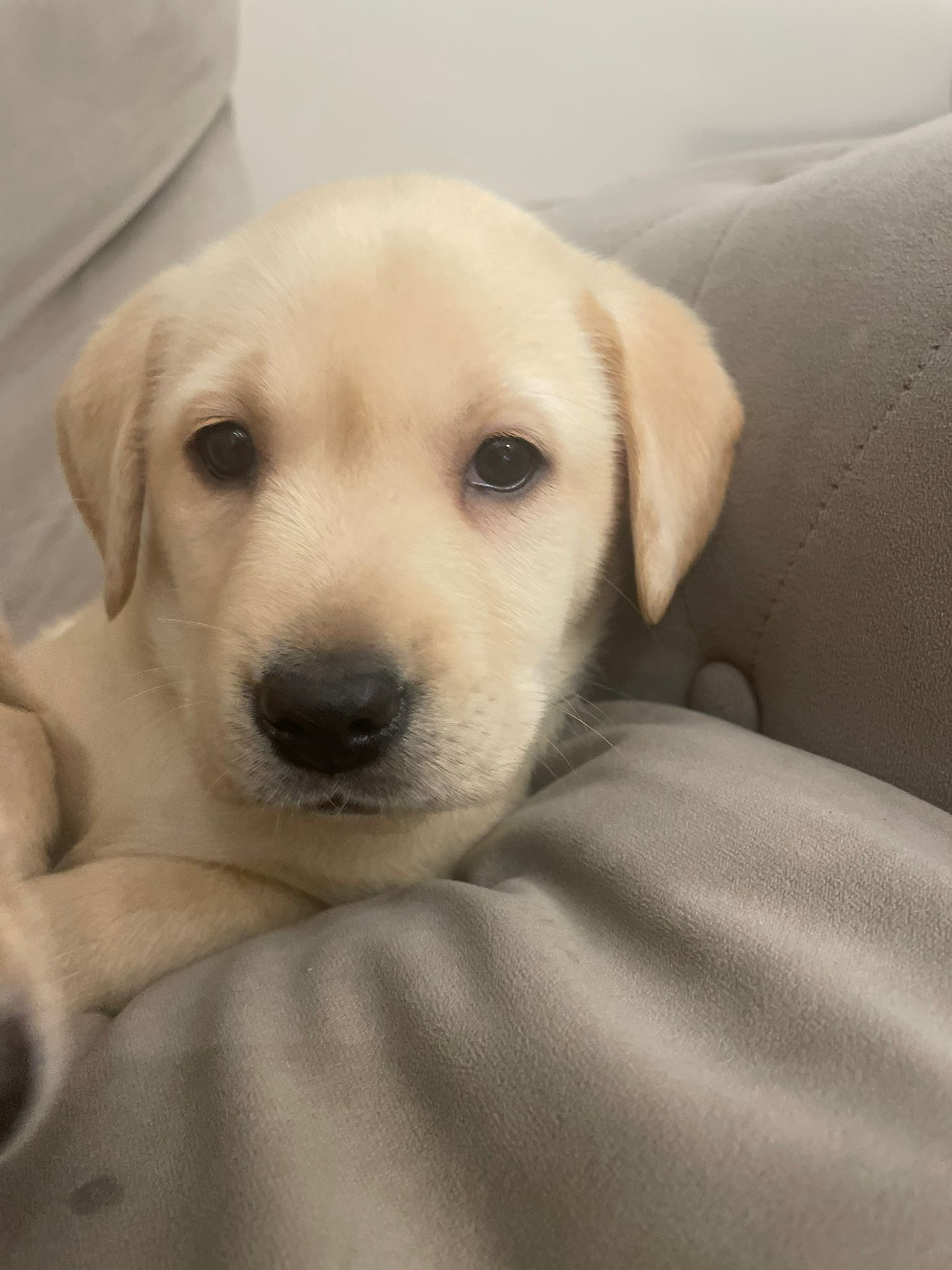 Labrador Puppies for Sale November 2023 Labrador Puppies Lynsted