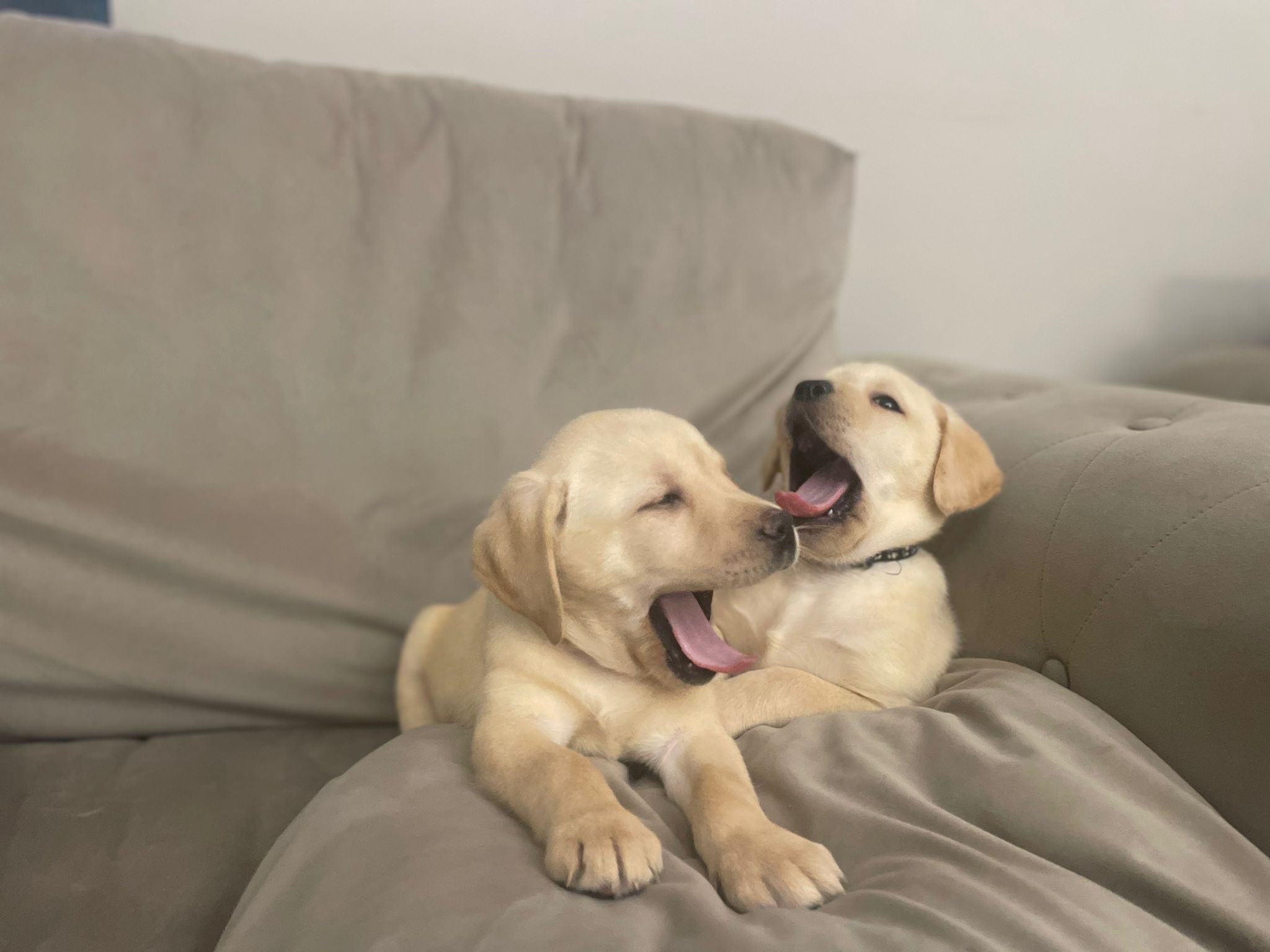 Labrador Puppies for Sale November 2023 Labrador Puppies Lynsted