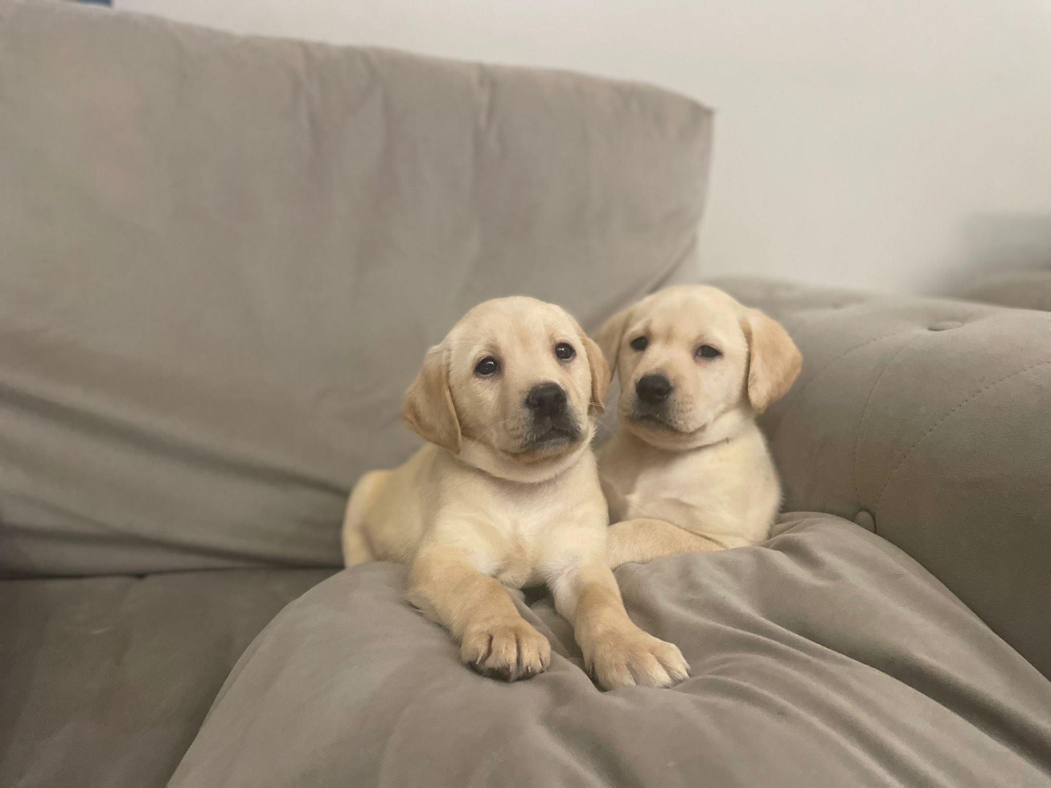 Labrador Puppies for Sale November 2023 Labrador Puppies Lynsted