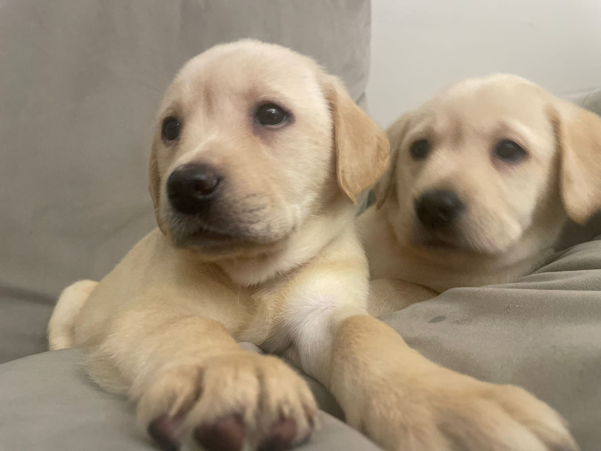 Labrador Puppies for Sale November 2023 Labrador Puppies Lynsted