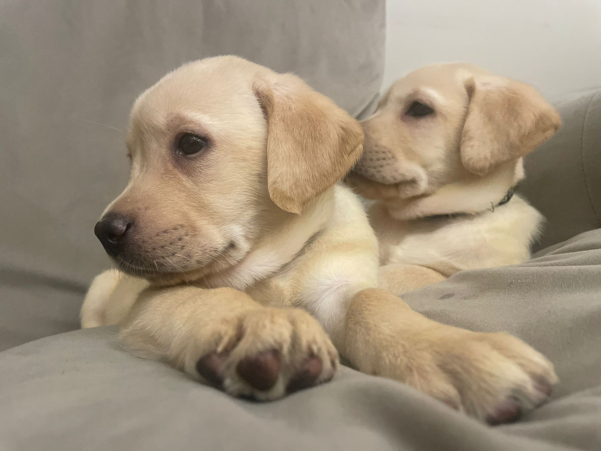 Labrador Puppies for Sale November 2023 Labrador Puppies Lynsted