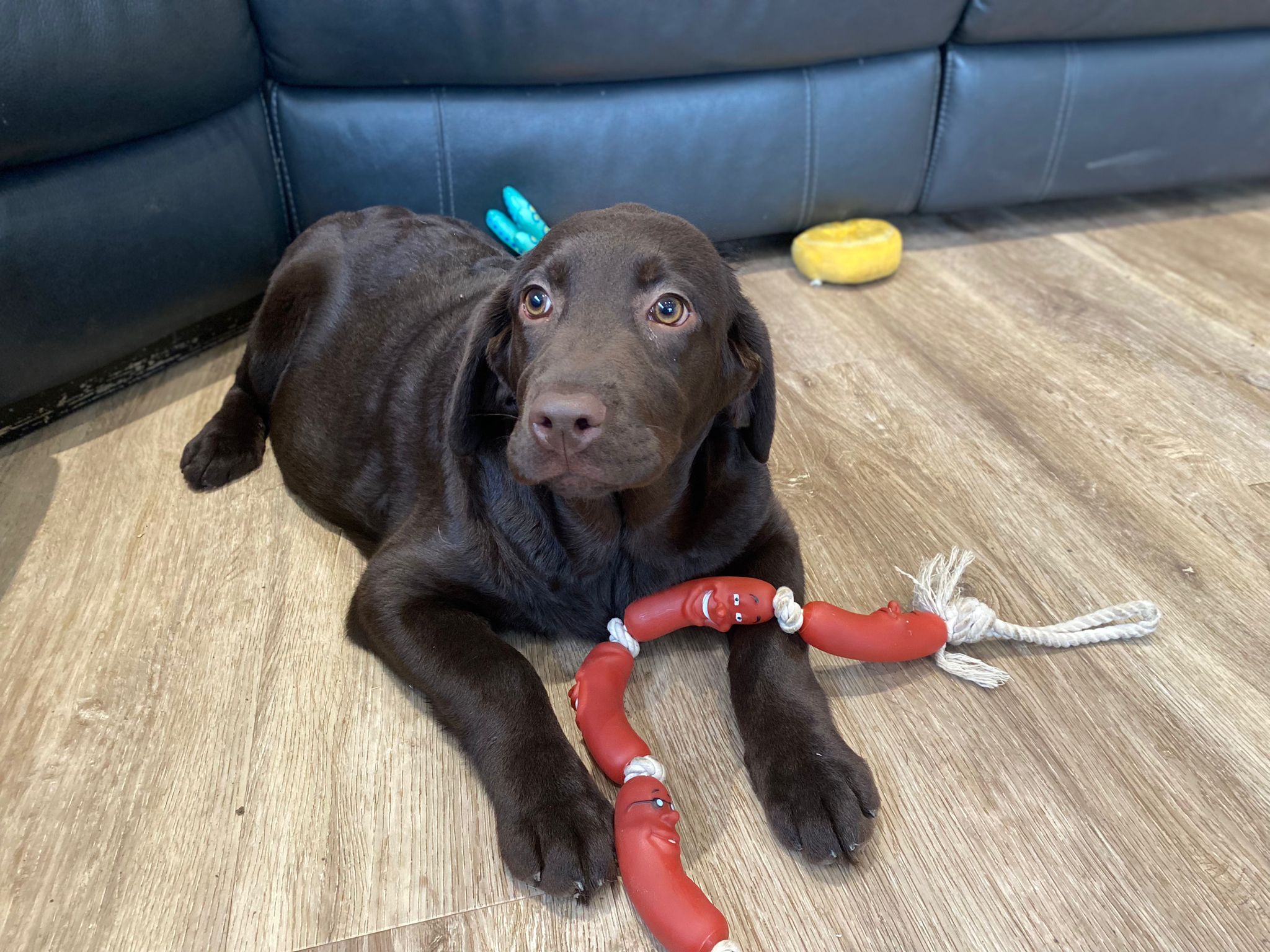 Labrador Puppies for Sale | Black, Choc, Yellow, Red Labrador Breeders ...