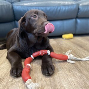 Lynsted Labs Puppy for sale 2