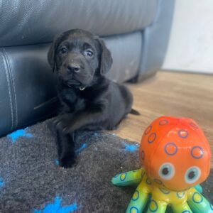 Lynsted Labs Black and Chocolate Puppies for sale 1