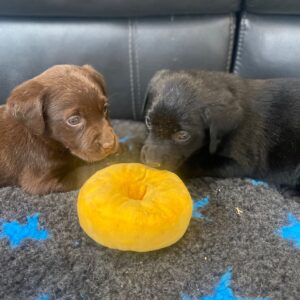 Lynsted Labs Black and Chocolate Puppies for sale 2