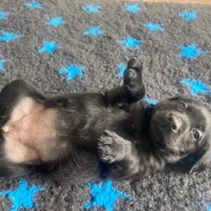 Lynsted Labs Black and Chocolate Puppies for sale 4
