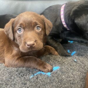 Lynsted Labs Black and Chocolate Puppies for sale 5