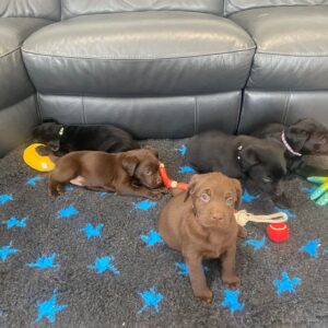 Lynsted Labs Black and Chocolate Puppies for sale 6