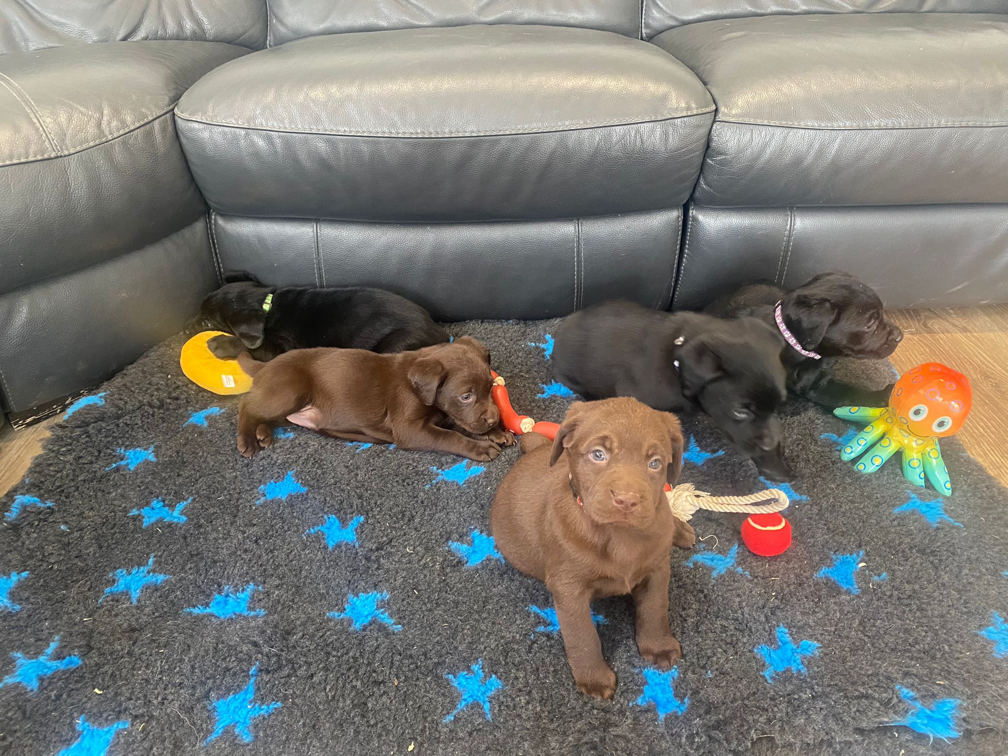 Labrador Puppies for Sale | Black, Choc, Yellow, Red Labrador Breeders ...