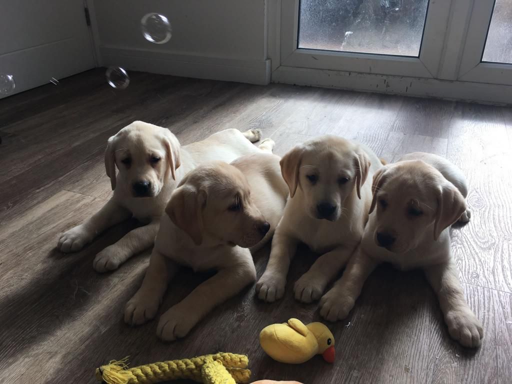 Labrador Puppies For Sale Sepham Heath Labrador Puppies Lynsted